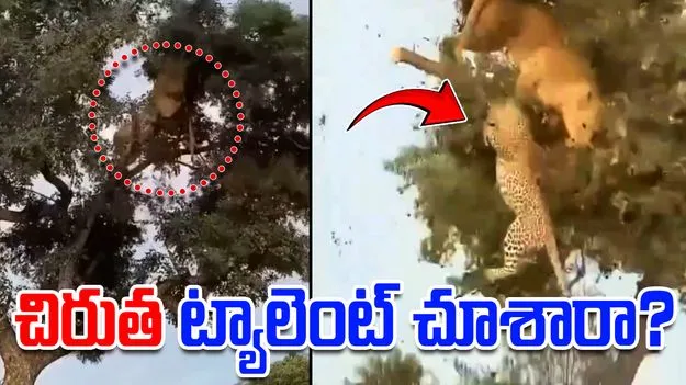 Lion vs Leopard: చెట్టుపై సింహంతో చిరుత పోరాటం.. కిందపడిన తర్వాత చిరుత ట్యాలెంట్ చూస్తే..