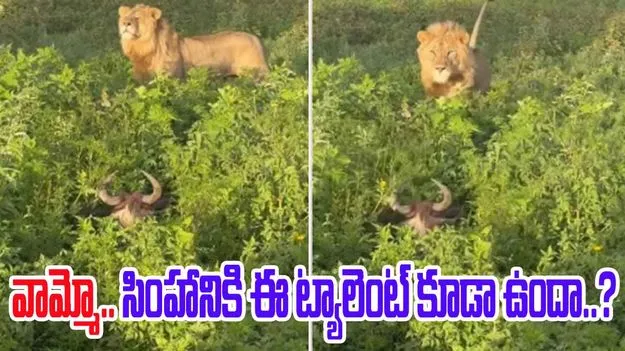 Lion hunt: వామ్మో.. సింహానికి ఈ ట్యాలెంట్ కూడా ఉందా? పొదల్లో దాక్కున్న దున్నను ఎలా పట్టిందో చూడండి..