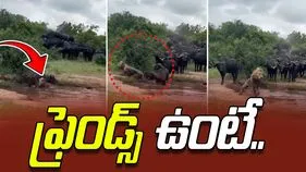Lion attack: అడవి గేదెపై సింహం దాడి.. చివరకు ఏం జరిగిందో చూడండి..