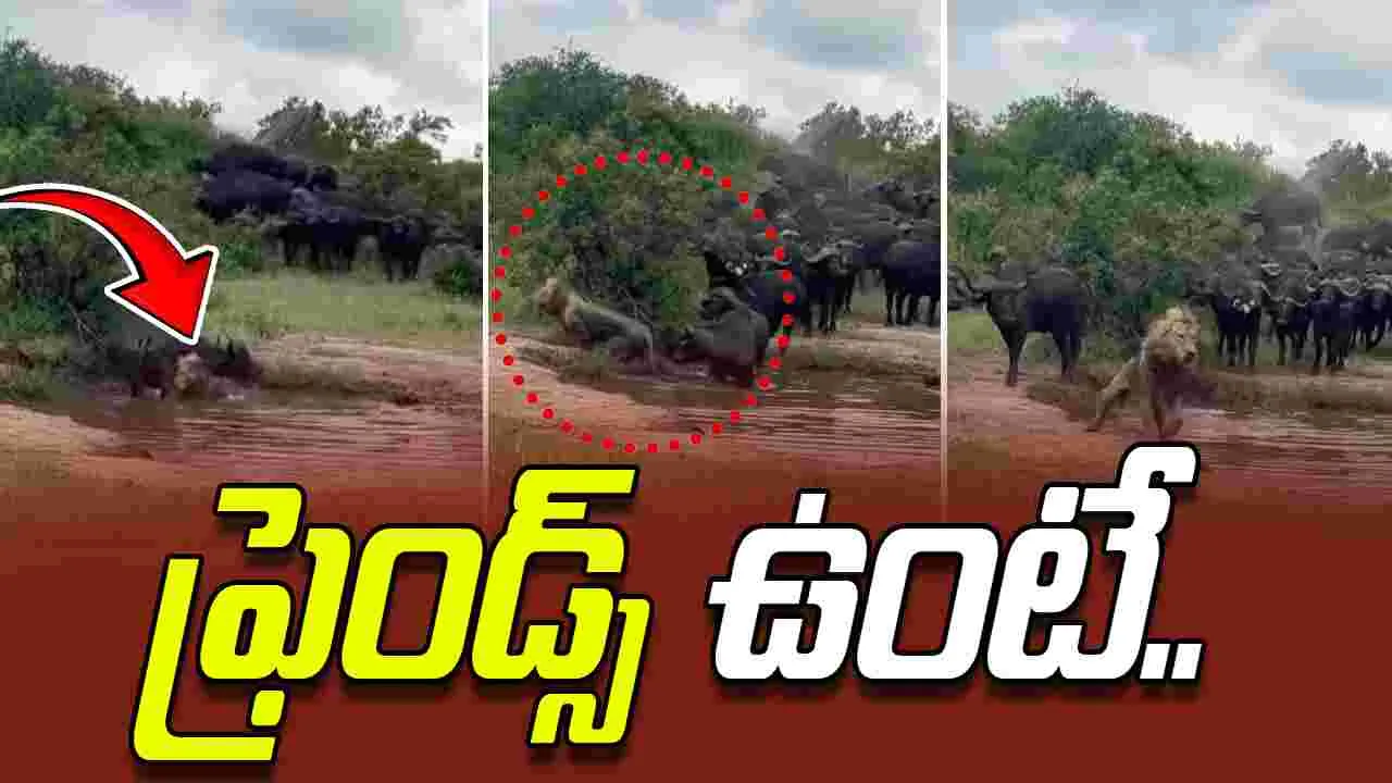 Lion attack: అడవి గేదెపై సింహం దాడి.. చివరకు ఏం జరిగిందో చూడండి..