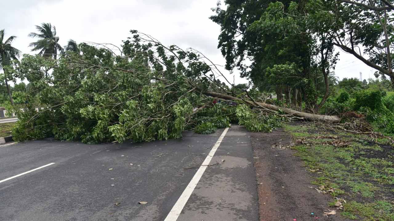 Montha Cyclone Hits Andhra Pradesh: మొంథా తుపాన్ ఎఫెక్ట్.. భారీ సంఖ్యలో నేల కొరిగిన చెట్లు..