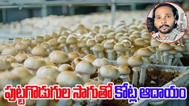 Yadvinder Singh life Story: కష్టాల కడలి దాటి.. పుట్టగొడుగులతో కోటీశ్వరుడైన వ్యక్తి