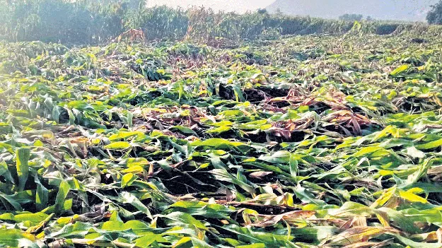 మొక్కజొన్న  రైతుల్లో కలవరం