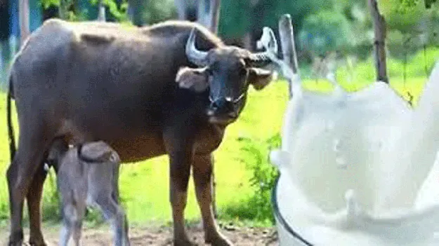  పాడి సంపద అధరహో !