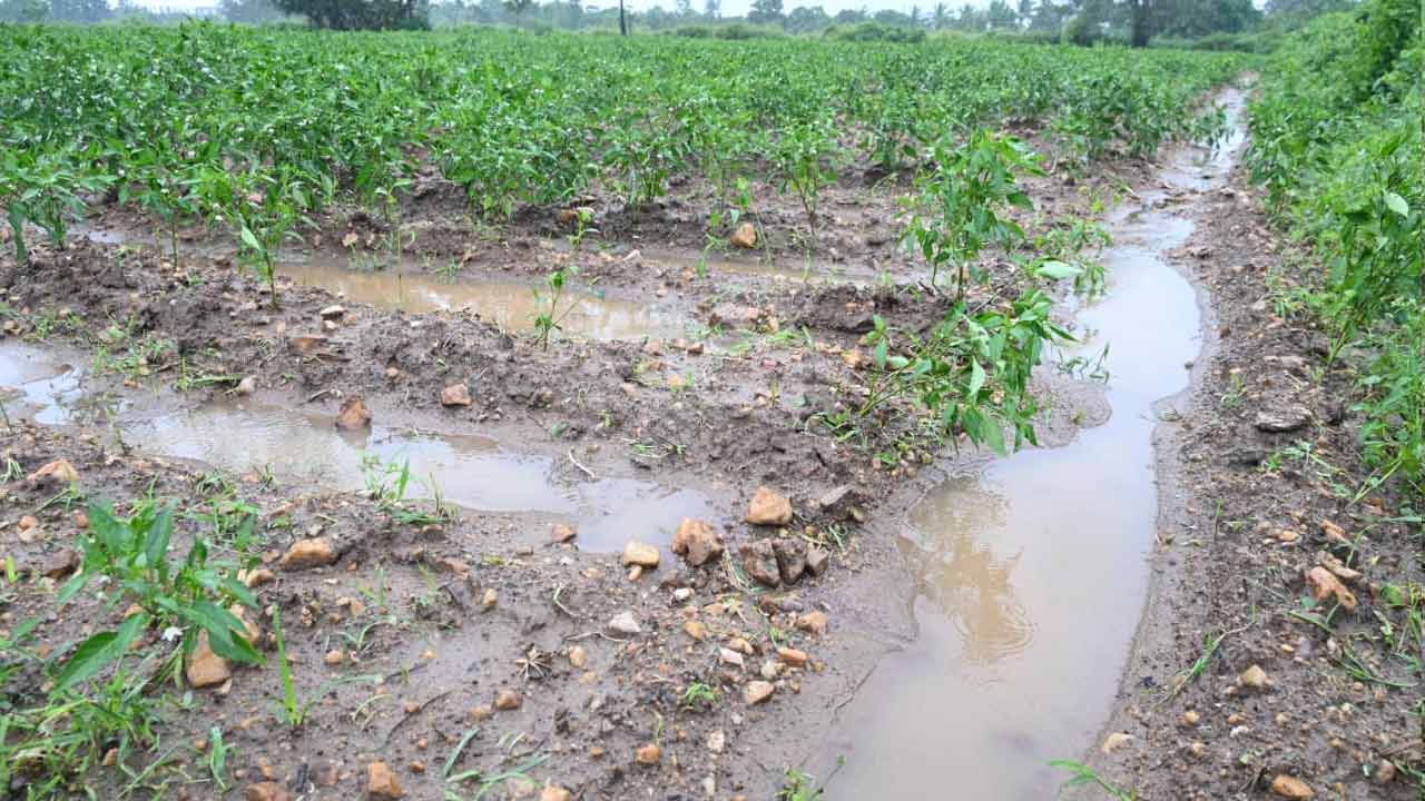 Cyclone Montha: మొంథా తుఫాను ఎఫెక్ట్.. ఖమ్మంలో దెబ్బతిన్న మిర్చి, పత్తి పంటలు