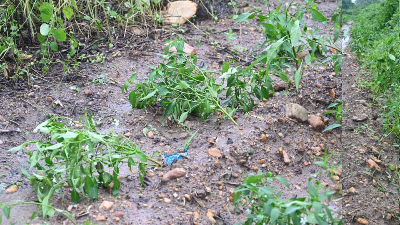 Cyclone Montha: మొంథా తుఫాను ఎఫెక్ట్.. ఖమ్మంలో దెబ్బతిన్న మిర్చి, పత్తి పంటలు