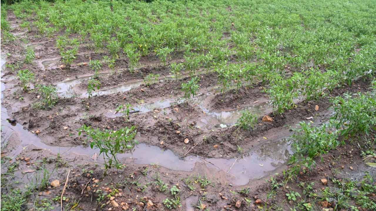 Cyclone Montha: మొంథా తుఫాను ఎఫెక్ట్.. ఖమ్మంలో దెబ్బతిన్న మిర్చి, పత్తి పంటలు