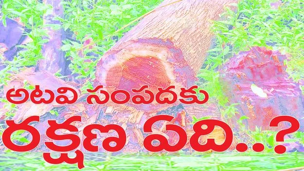 అటవీ సంపదకు రక్షణ ఏదీ...?