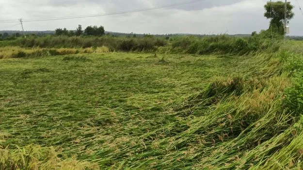 నేలవాలిన ఆశలు