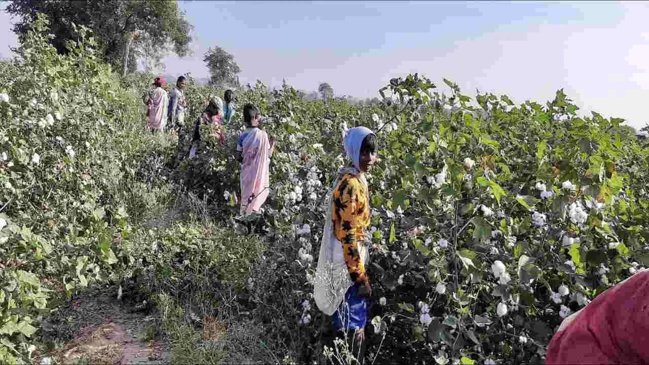 వేధిస్తున్న కూలీల కొరత