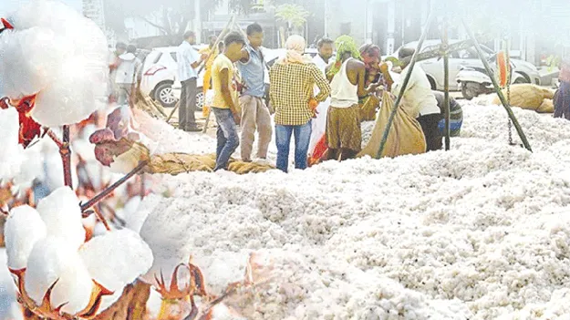 పత్తి కొనుగోళ్లకు సన్నద్ధం...