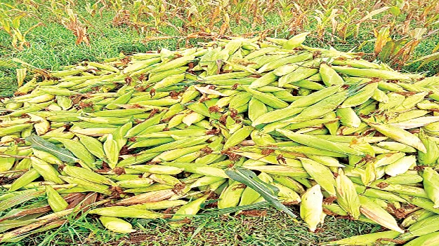 farmer could not get support rate రైతుల కష్టం.. దళారుల దోపిడీ