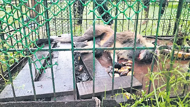 ప్రజలపై కొండముచ్చు దాడి