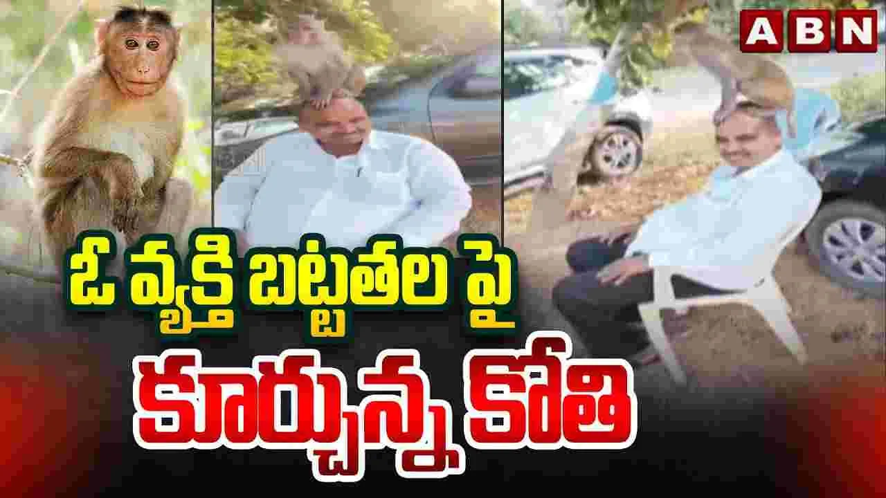 ఓ వ్యక్తి బట్టతలపై కూర్చున్న కోతి