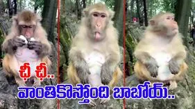 Monkey Funny Video: కోతికీ టేస్ట్ ఉంటుంది.. పాడైన గుడ్డు ఇవ్వగానే.. ఏం చేసిందంటే.. 