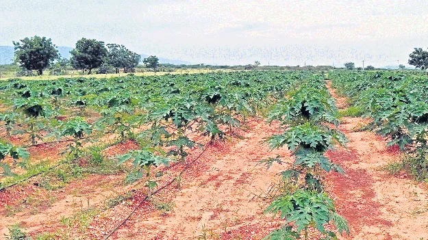 ప్రత్యామ్నాయం వైపు  మిర్చి రైతు చూపు!