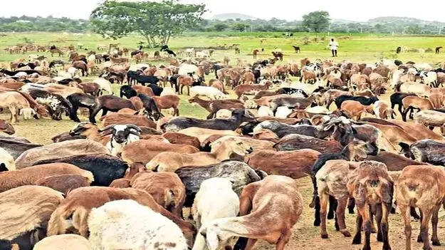 Diwali: దీపావళి ఎఫెక్ట్.. జోరుగా గొర్రెల విక్రయాలు