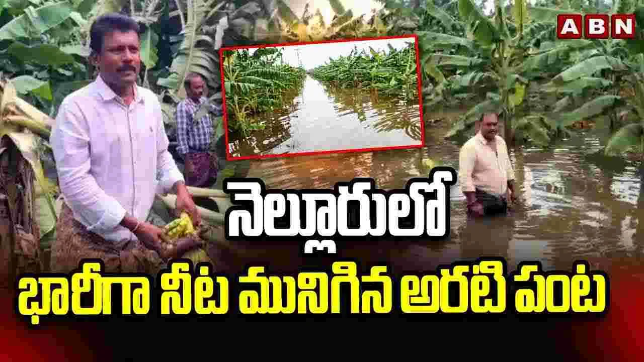  Nellore Farms Damage: నెల్లూరులో భారీగా నీట మునిగిన అరటి పంట 