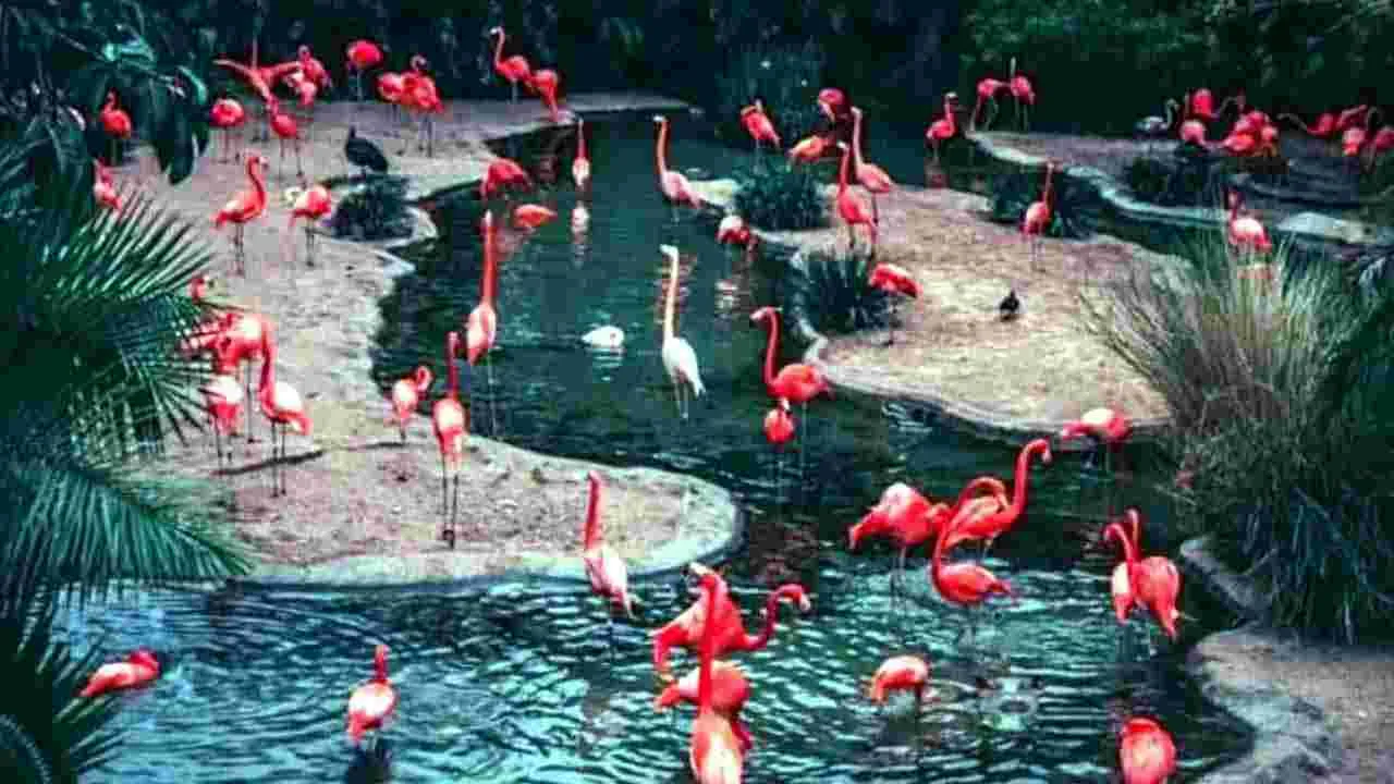 Optical Illusion:  మీ కళ్లు పవర్‌ఫుల్‌గా ఉన్నాయా.. అయితే ఈ కొంగ మధ్యలో ఉన్న నీటిగుర్రాన్ని 15 సెకన్లలో కనుక్కోండి చూద్దాం.. 