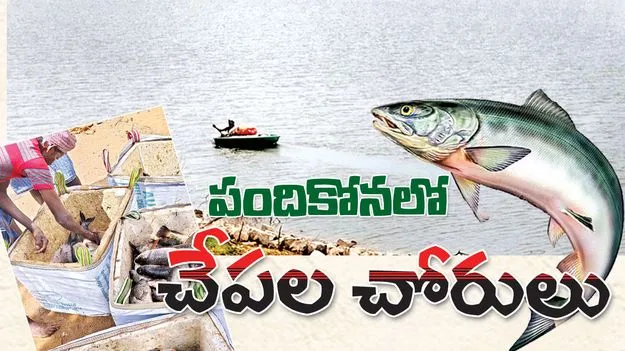 పందికోనలో చేపల చోరులు