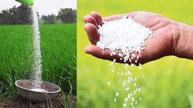 AP News: అన్నమయ్య జిల్లాలో 2621 మెట్రిక్‌ టన్నుల యూరియా నిల్వ