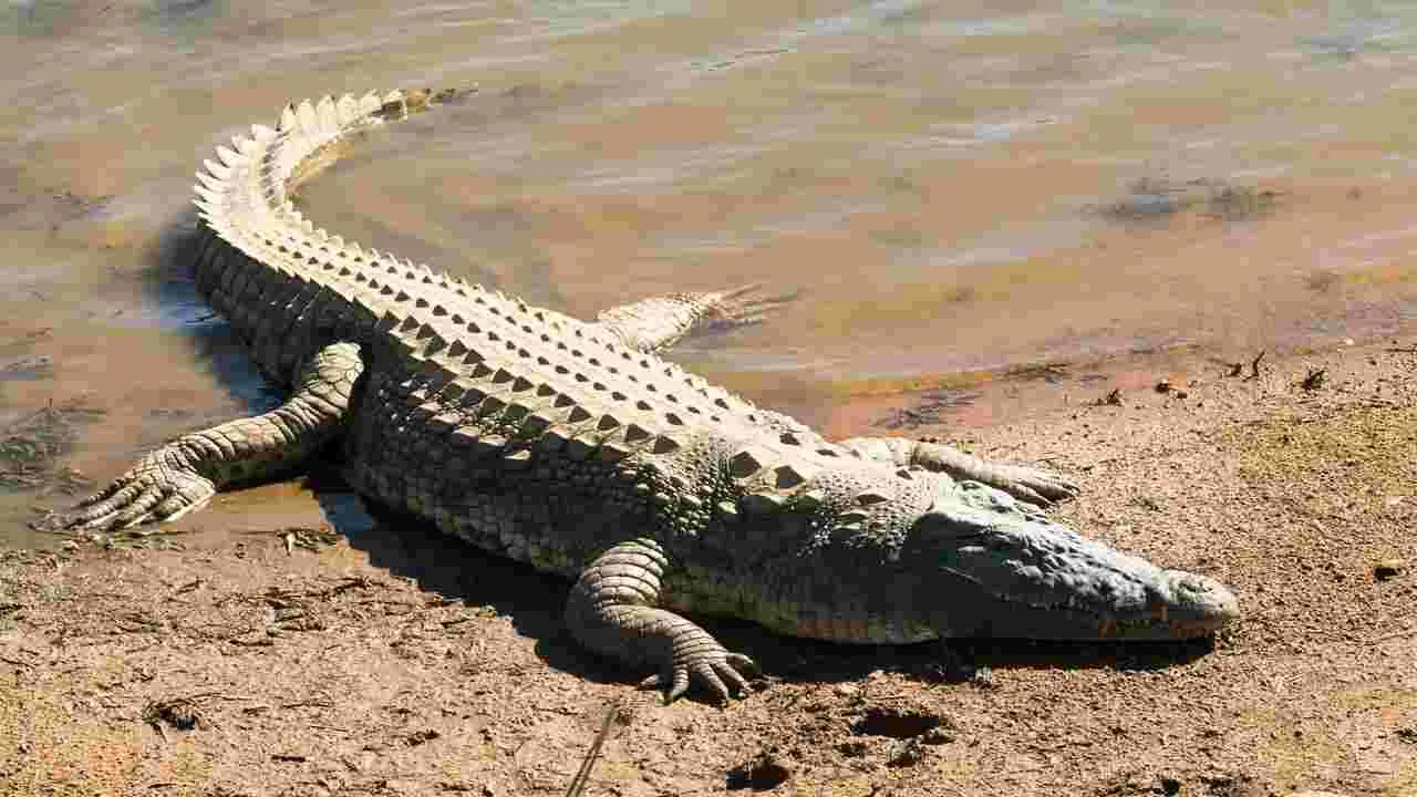 Crocodile: నీటి గుంతలో మరోసారి ప్రత్యక్షమైన మొసళ్లు