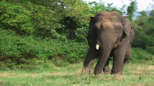 Elephant: పులుల కట్టడికి గజరాజు..