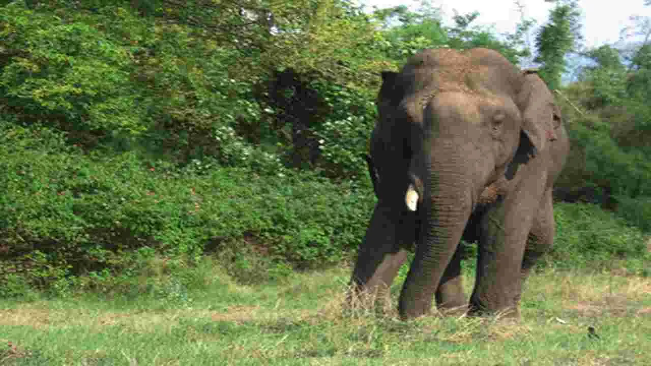 Elephant: పులుల కట్టడికి గజరాజు..