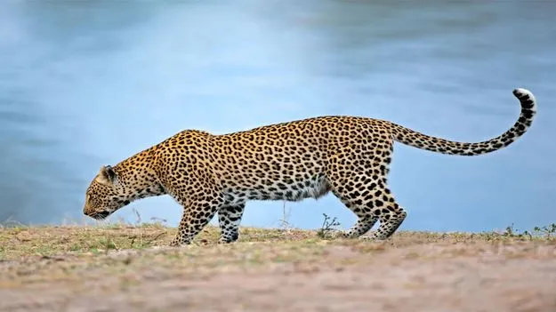 Leopard: మరో చిరుత సంచారం..