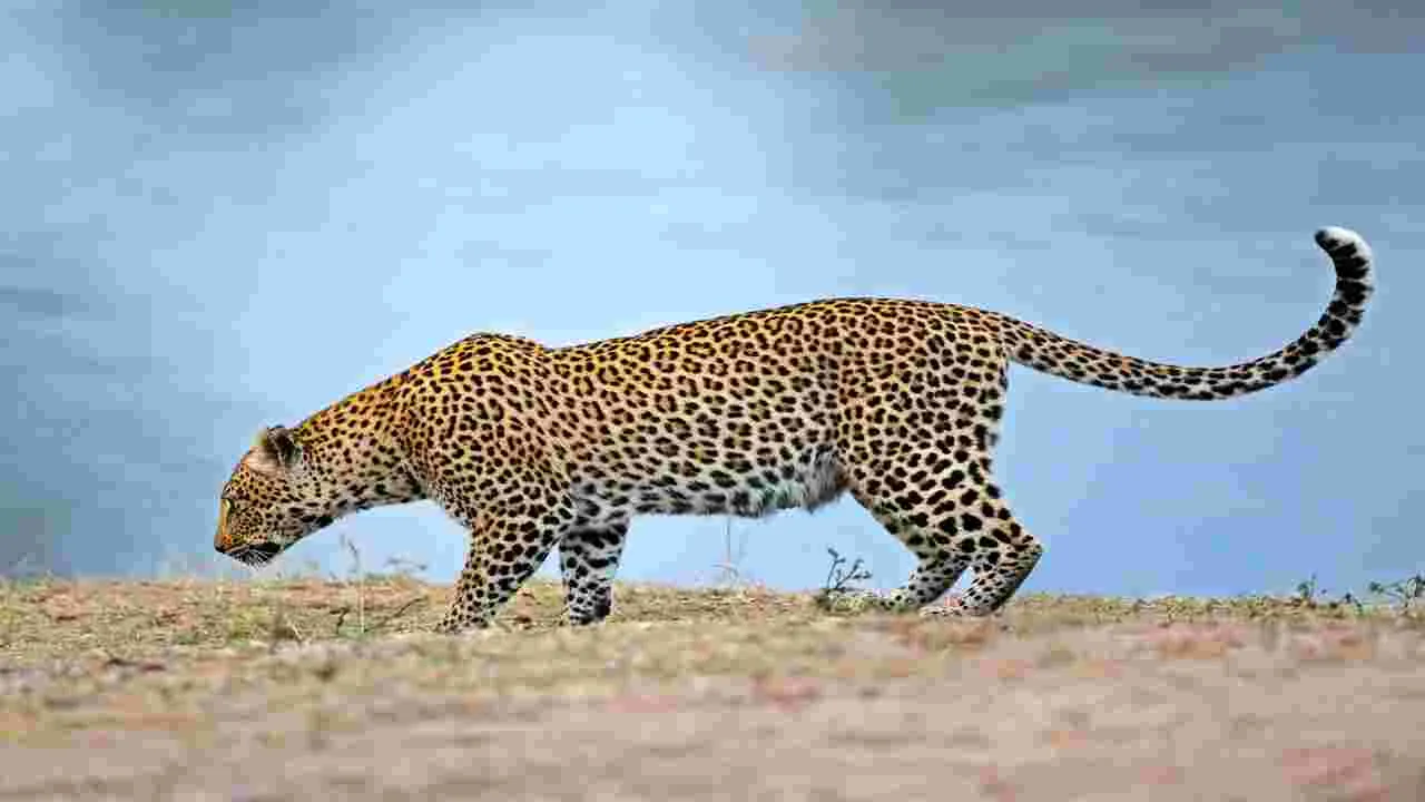 Leopard: మరో చిరుత సంచారం..