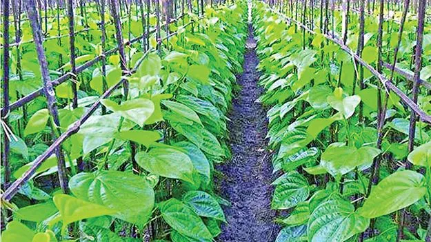 Bengaluru News: తమలపాకు సాగే.. వారికి జీవనాధారం