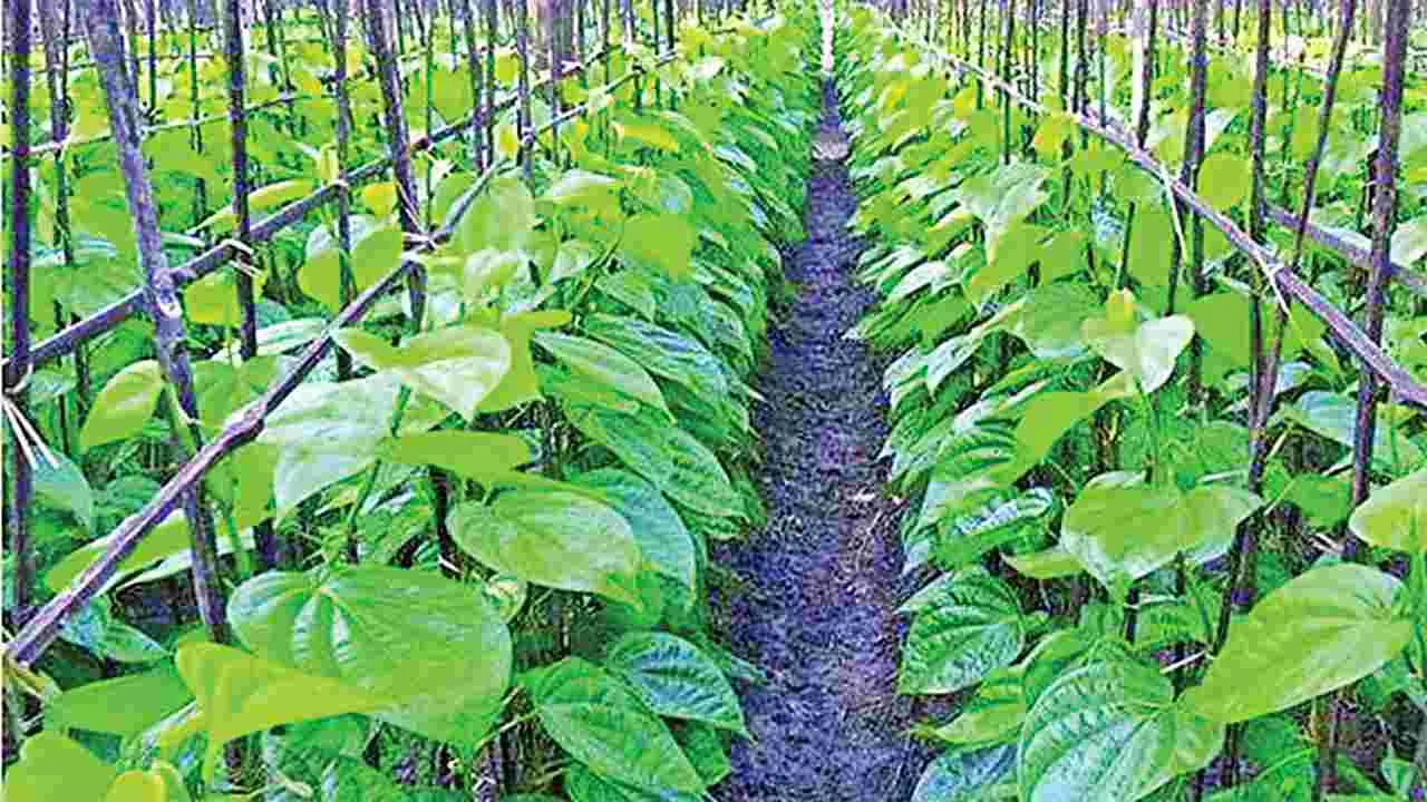 Bengaluru News: తమలపాకు సాగే.. వారికి జీవనాధారం