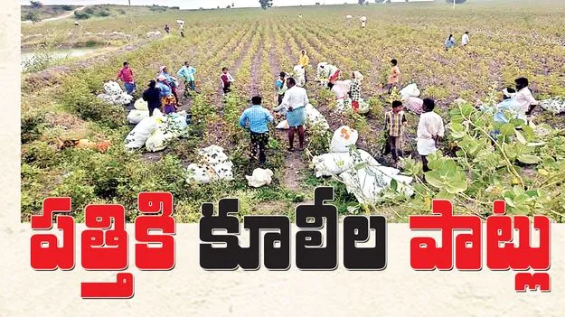 పత్తికి కూలీల పాట్లు 