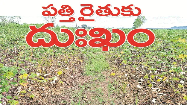 kumaram bheem asifabad- పత్తి రైతుకు దుఃఖం