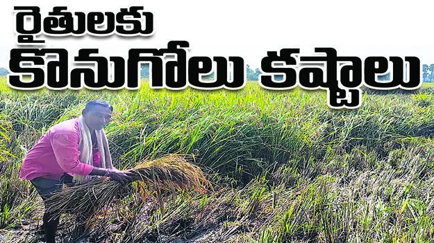 peddapalli :  రైతులకు తేమ కష్టాలు