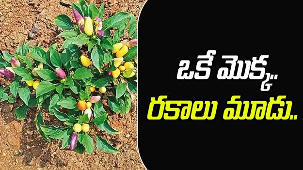 Rarely Plant: నిజమండీ.. ఒక మొక్కకు మూడు కూరగాయలు.!