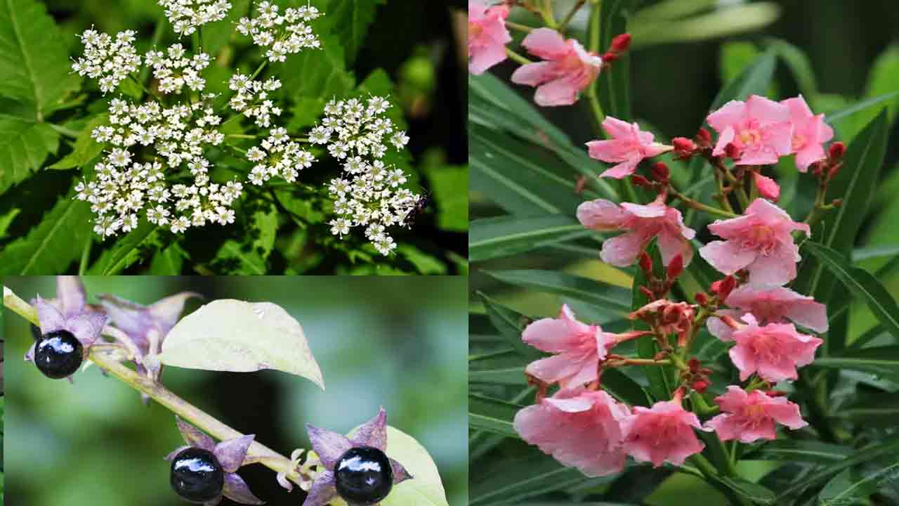 Dangerous Plants: భూమిపై మనుషులను చంపగల అత్యంత ప్రమాదకరమైన 7 మొక్కలివే..