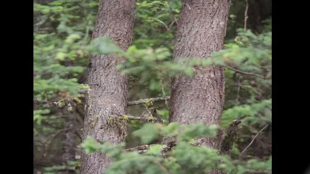 Optical Illusion Test: మీ కళ్లు, బ్రెయిన్ షార్ప్ అయితే.. ఈ చెట్లపై ఉన్న గుడ్లగూబను 10 సెకెన్లలో కనిపెట్టండి..