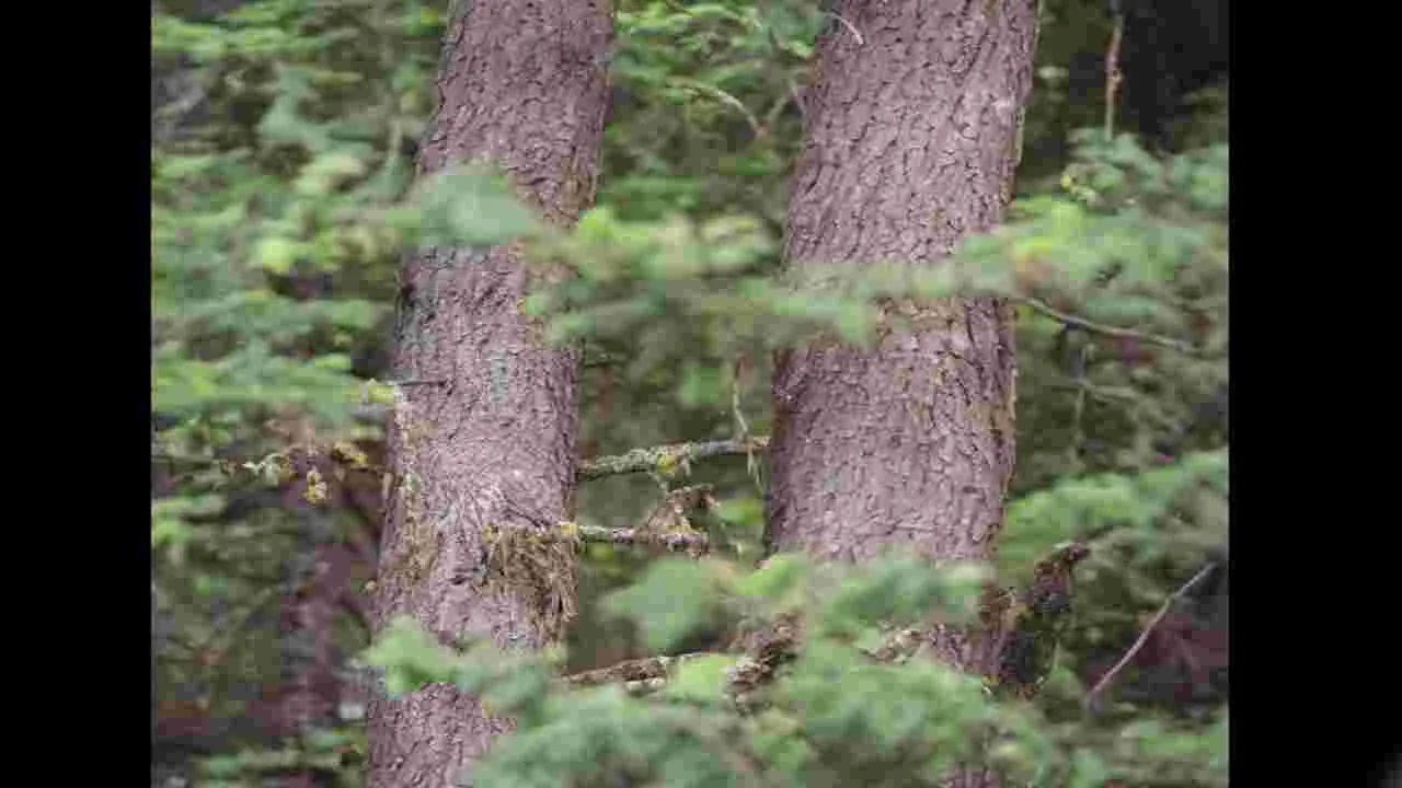 Optical Illusion Test: మీ కళ్లు, బ్రెయిన్ షార్ప్ అయితే.. ఈ చెట్లపై ఉన్న గుడ్లగూబను 10 సెకెన్లలో కనిపెట్టండి..