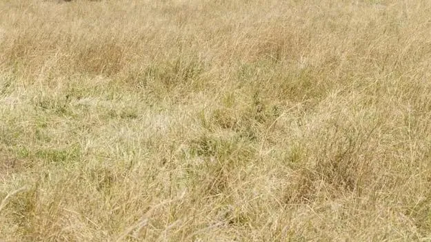 Optical Illusion Test: కేవలం ఒక్క శాతం మందే కనిపెట్టగలిగారు.. ఈ గడ్డిలో చిరుత ఎక్కడుందో 10 సెకెన్లలో కనిపెట్టండి..