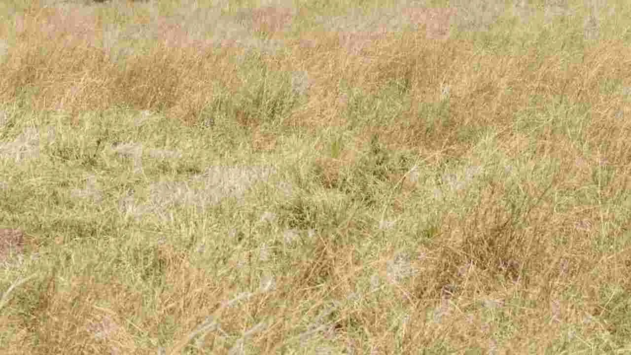 Optical Illusion Test: కేవలం ఒక్క శాతం మందే కనిపెట్టగలిగారు.. ఈ గడ్డిలో చిరుత ఎక్కడుందో 10 సెకెన్లలో కనిపెట్టండి..