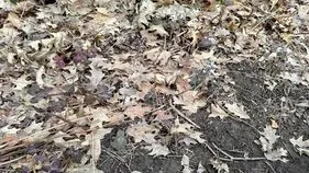 Optical Illusion Test: ఆకుల మధ్యలో కప్ప.. 6 సెకెన్లలో కనిపెడితే మీ కళ్లకు తిరుగులేనట్టే..