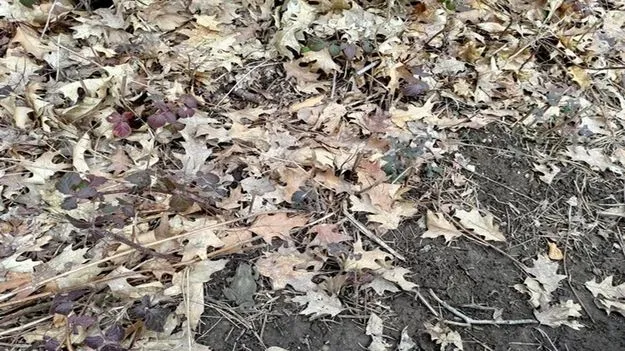 Optical Illusion Test: ఆకుల మధ్యలో కప్ప.. 6 సెకెన్లలో కనిపెడితే మీ కళ్లకు తిరుగులేనట్టే..