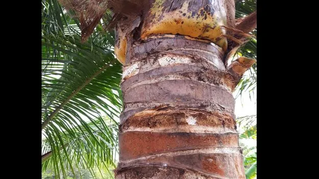 Optical Illusion Test: మీ చూపు పవర్‌ఫుల్ అయితే.. చెట్టు మీద బల్లిని 10 సెకెన్లలో కనిపెట్టండి..