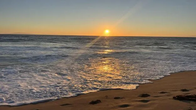 Optical Illusion Test: మీ కళ్లకు సూపర్ పరీక్ష.. ఈ సముద్రంలో సీల్ చేప ఎక్కడుందో 8 సెకెన్లలో కనిపెట్టండి..