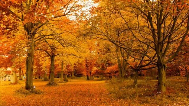 Optical Illusion Test: చెట్ల మధ్యలో ఉడుత.. 20 సెకెన్లలో కనిపెడితే మీ కళ్లకు తిరుగులేనట్టే..