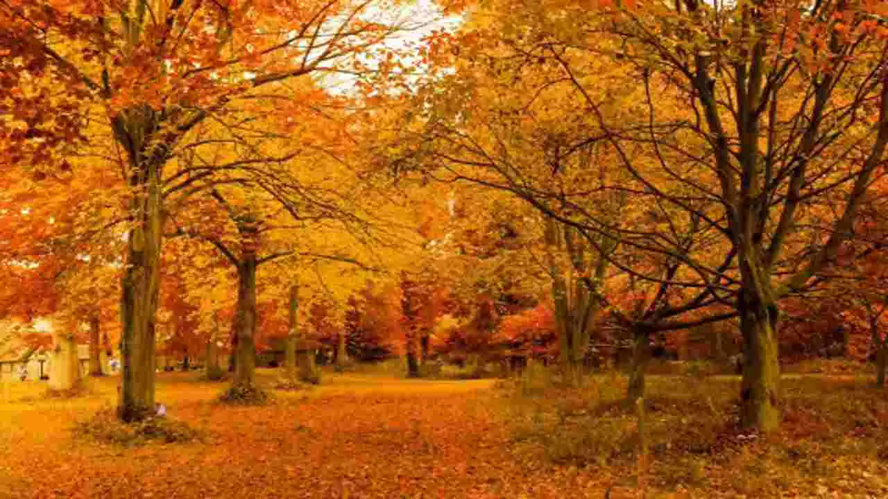 Optical Illusion Test: చెట్ల మధ్యలో ఉడుత.. 20 సెకెన్లలో కనిపెడితే మీ కళ్లకు తిరుగులేనట్టే..