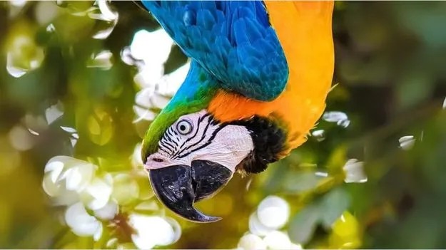 Optical Illusion Test: ఈ ఫొటోలో చిలుక మాత్రమే కాదు.. బాటిల్ కూడా ఉంది.. 6 సెకెన్లలో కనిపెట్టండి..