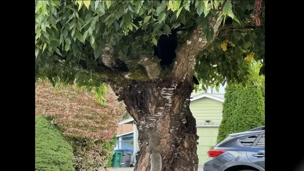 Optical Illusion Test: చెట్టు మీద పిల్లి.. 7 సెకెన్లలో కనిపెడితే మీ కళ్లు సూపర్ పవర్‌ఫుల్..