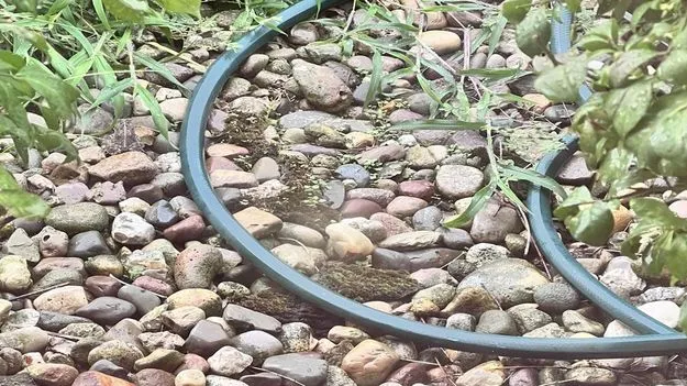 Optical Illusion Test: మీవి డేగ కళ్లు అయితే.. ఈ రాళ్ల మధ్యనున్న కప్పను 5 సెకెన్లలో కనిపెట్టండి..